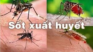 Phòng chống bệnh sốt xuất huyết trong mùa hè.